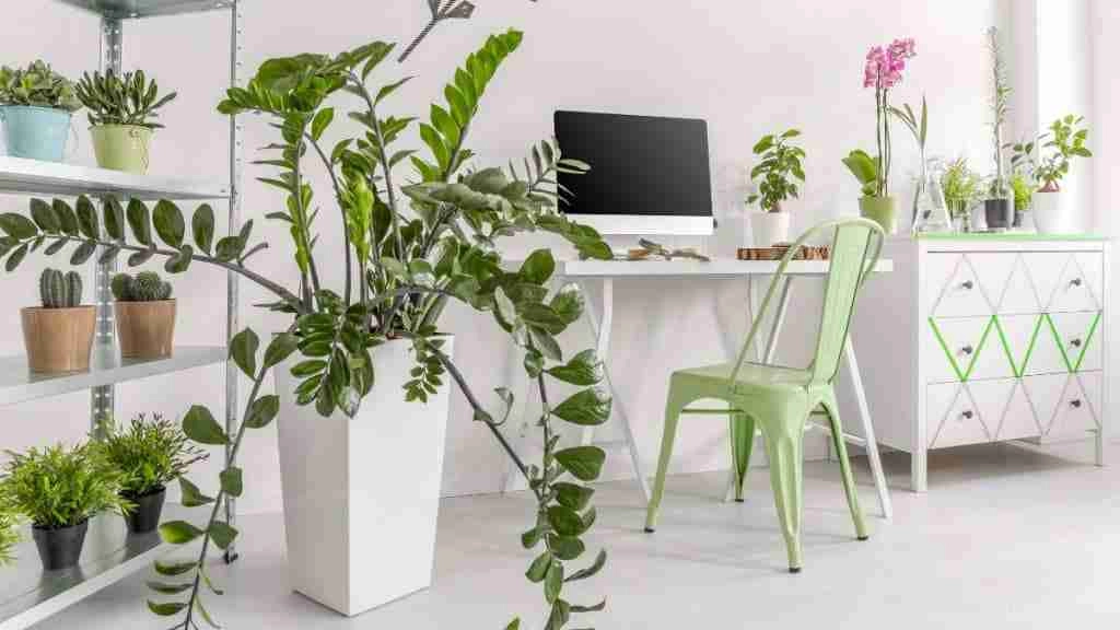 house plants benefits