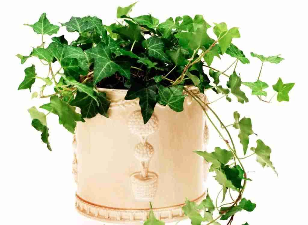 Best Indoor Climbing Plants