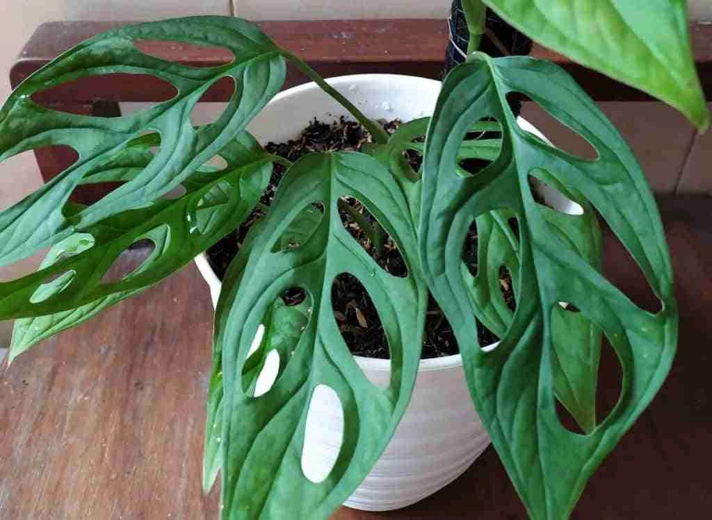 Best Indoor Climbing Plants