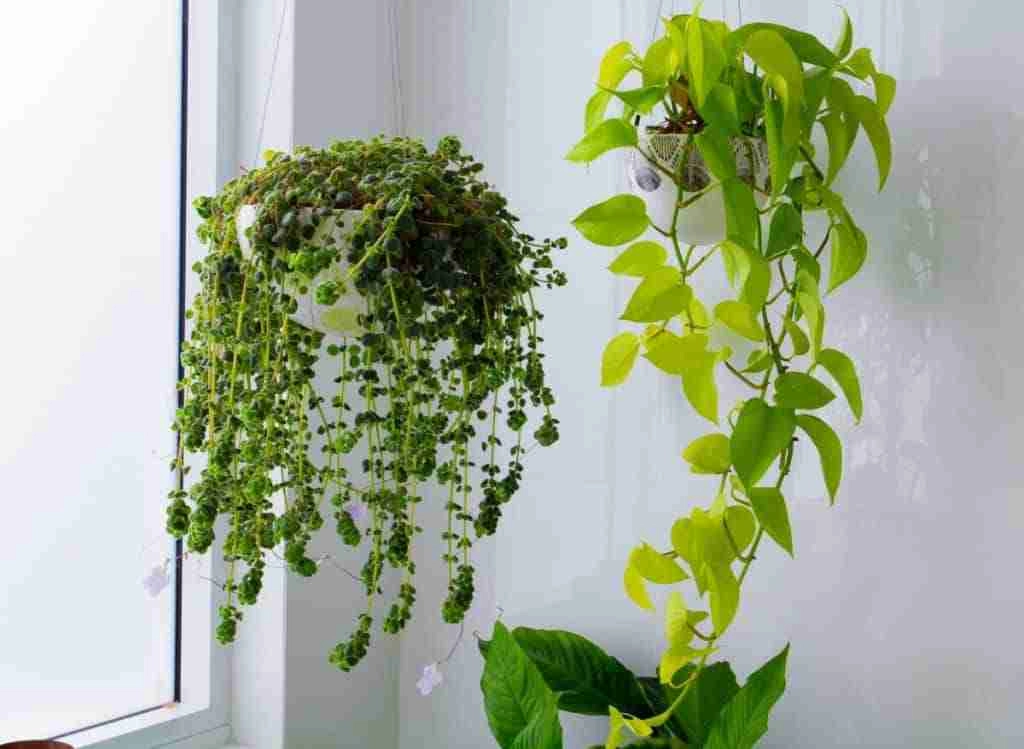 A Quick Guide to Indoor Plant Support Ideas - plantsheaven.com