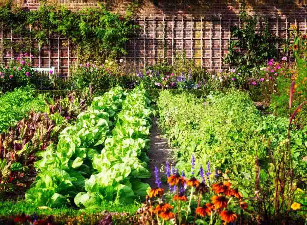 Best Vegetable Gardening Books For Beginners