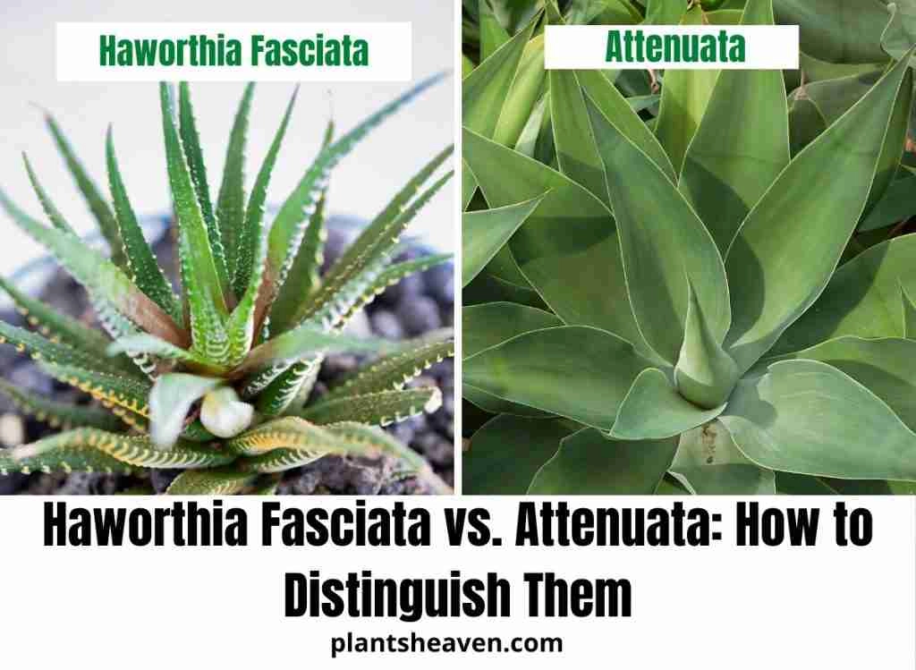 Haworthia Fasciata vs. Attenuata: How to Distinguish Them 