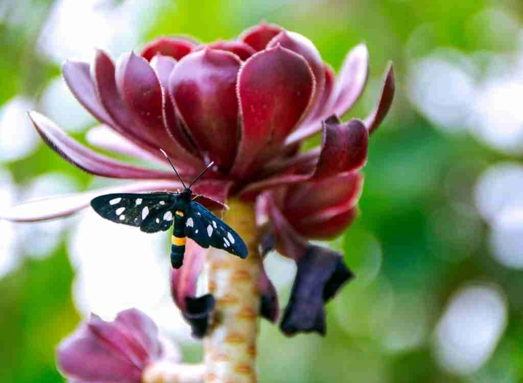 How to Make an Aeonium Branch Out