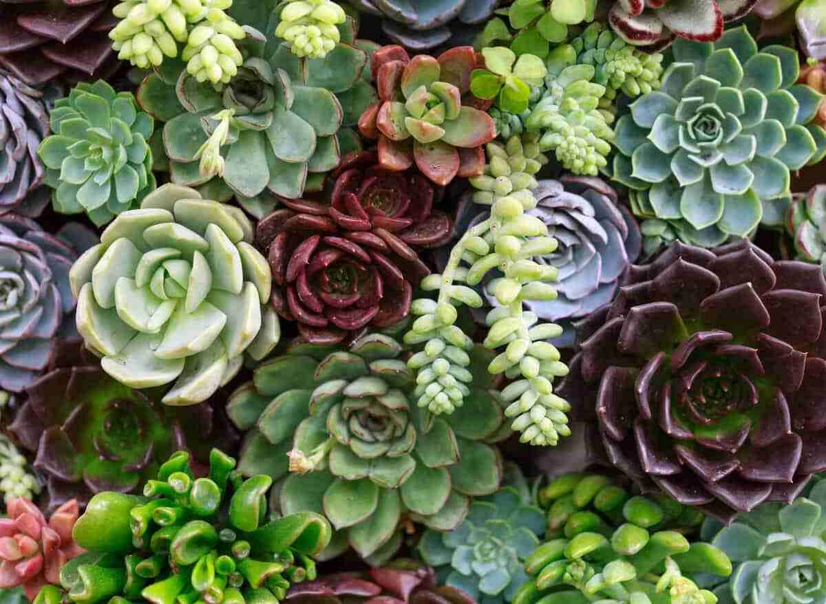 Succulents With Long Stems Here S What To Do About Them Plants Heaven