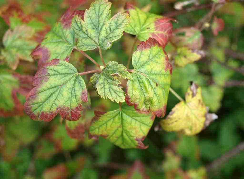 Treating Molybdenum Deficiency in Plants