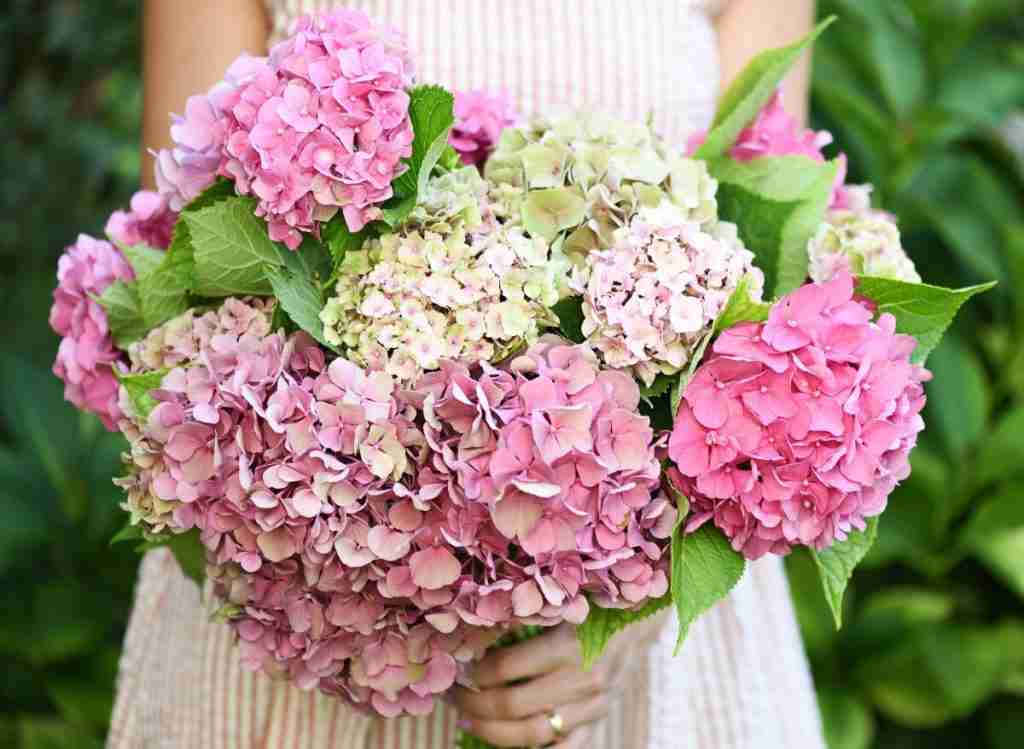 Are All Hydrangeas Perennials