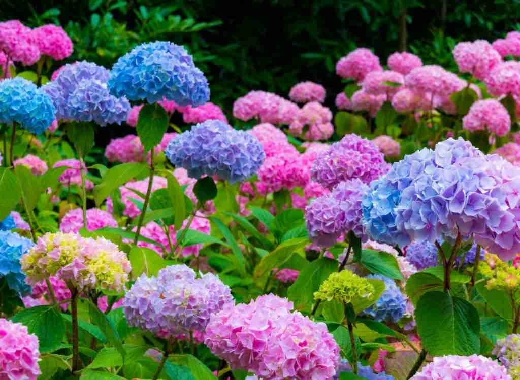 Are All Hydrangeas Perennials