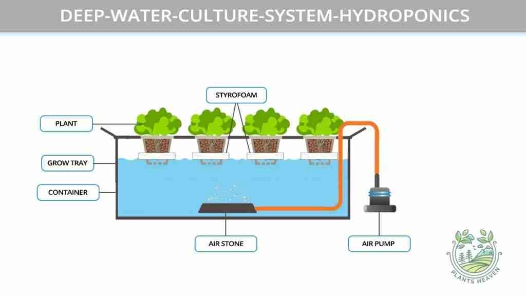What is Deep Water-Culture Hydroponic  (DWC)?