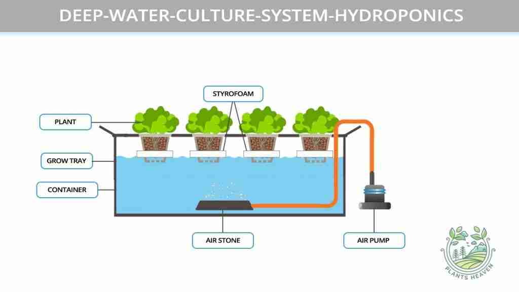 Difference Between NFT and DWC Hydroponics