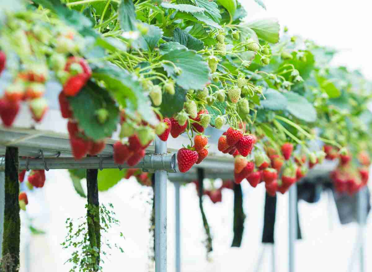 6 Different Types Of Hydroponics (And Their Pros And Cons!) | Plants Heaven