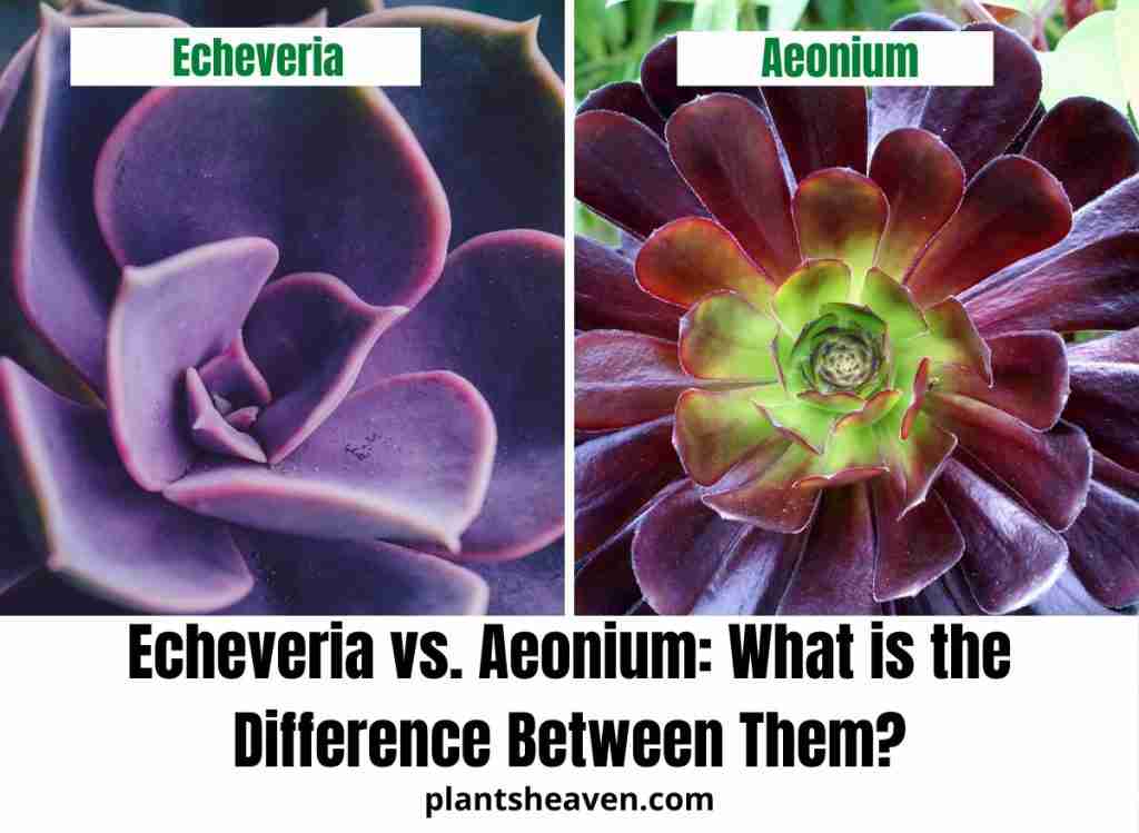 Echeveria vs. Aeonium: What is the Difference Between Them