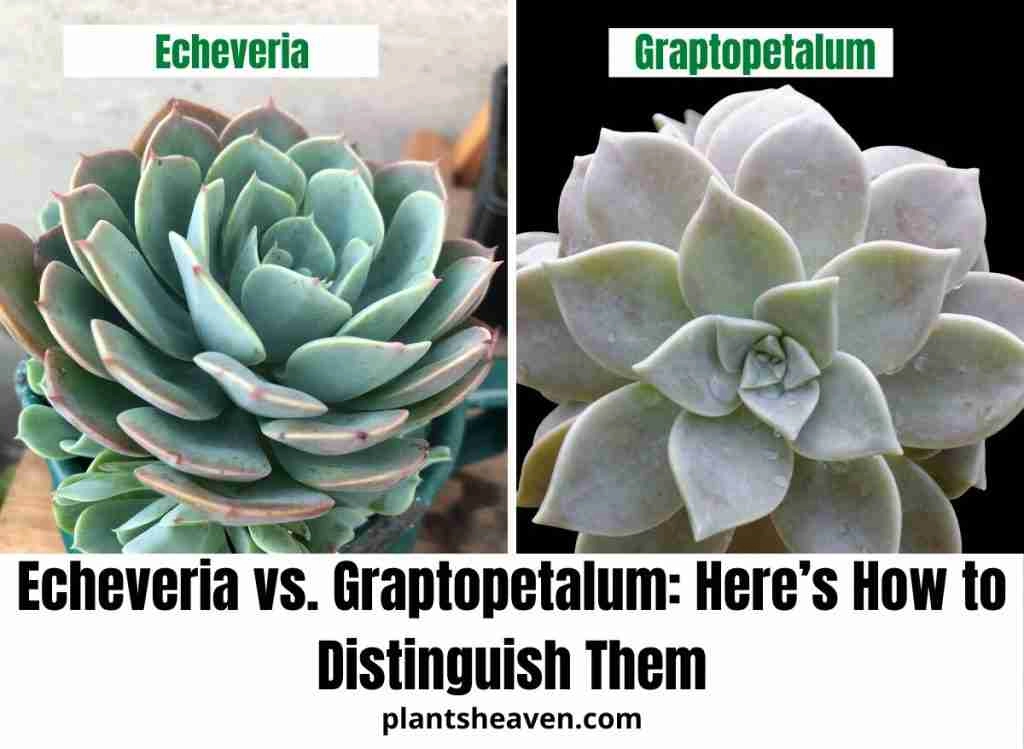 Echeveria vs. Graptopetalum: Here’s How to Distinguish Them
