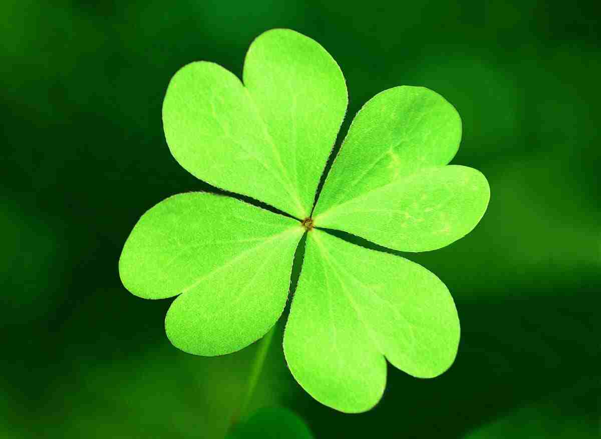 Here's How To Get Rid Of Clover Faster | Plants Heaven