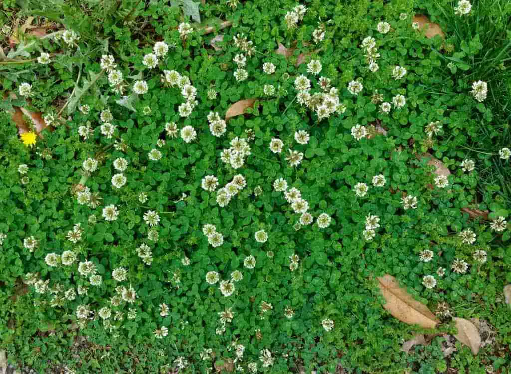 Image of Clover leaves turning brown after being sprayed with Adios