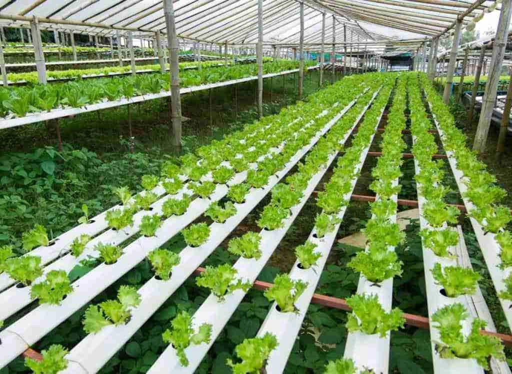 Hydroponics Vs. Soil Gardening