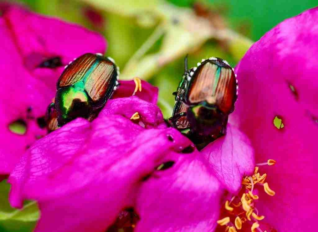 Best Insecticide for Japanese Beetles