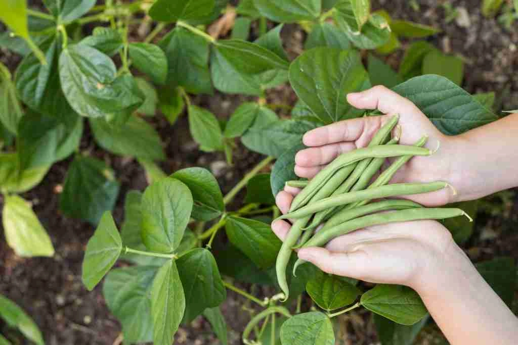 Everything You Need to Know Before Starting Green Beans Indoors