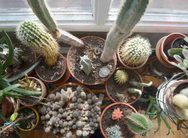 here-s-how-many-houseplants-are-too-many-what-i-found-plants-heaven