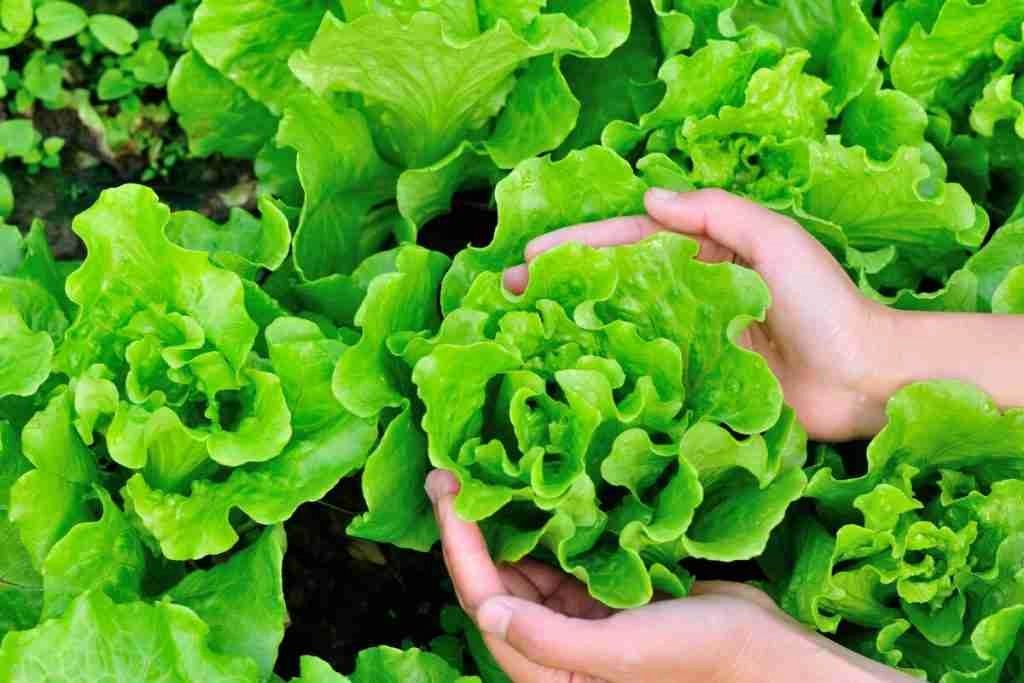 How Much Light Does Lettuce Need to Grow Indoors