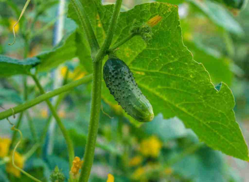 Starting Cucumbers Indoors