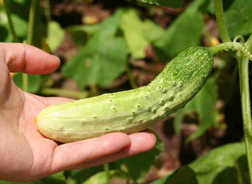 Starting Cucumbers Indoors