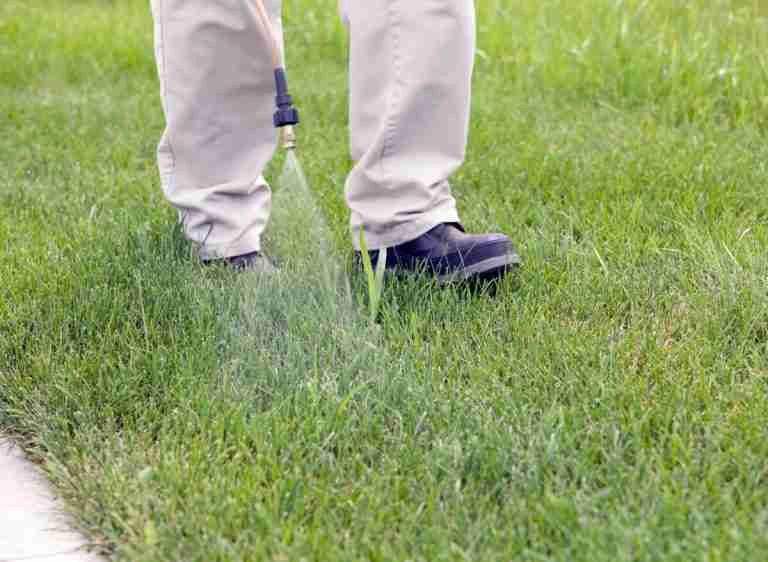 Will Vinegar Kill Crabgrass? Here's The Truth! Plants Heaven