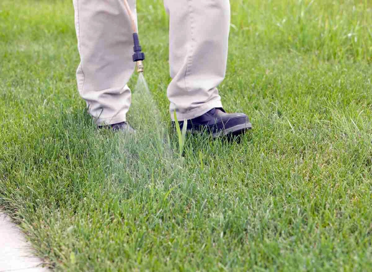 Will Vinegar Kill Crabgrass? Here's The Truth! Plants Heaven