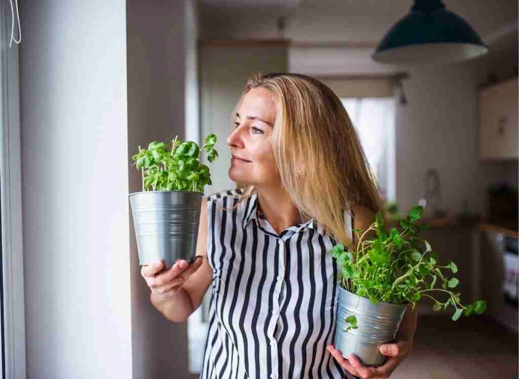 How Many Houseplants Are Too Many