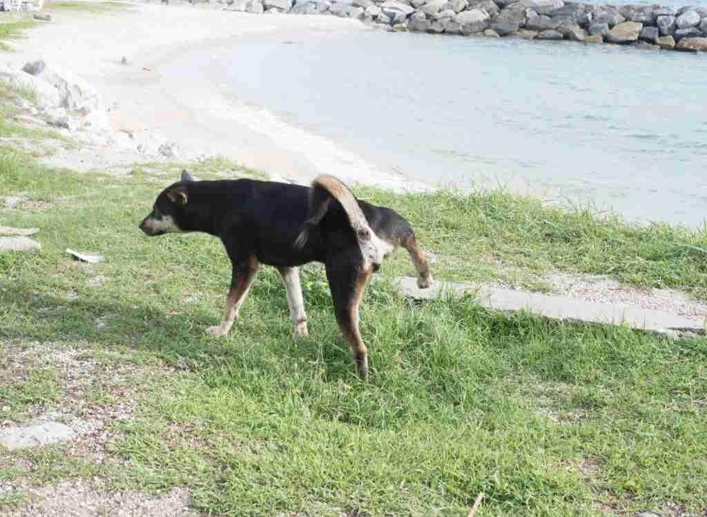 How To Get Burnt Grass Green Again