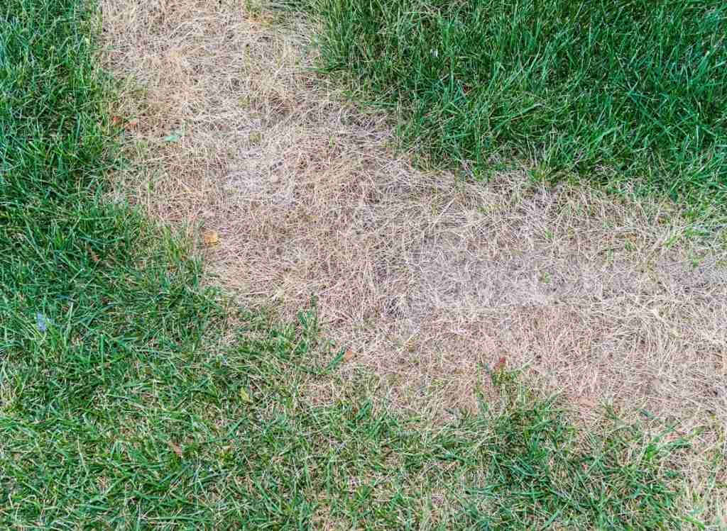 How To Get Burnt Grass Green Again