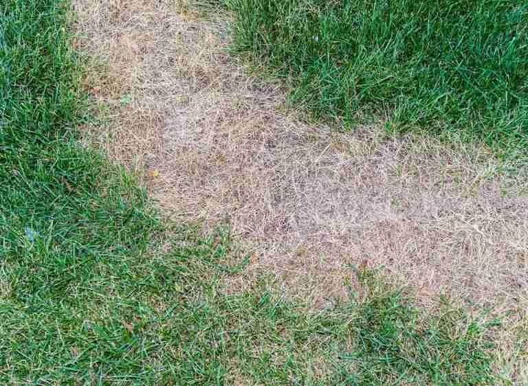 How To Get Burnt Grass Green Again A Quick Guide Plants Heaven