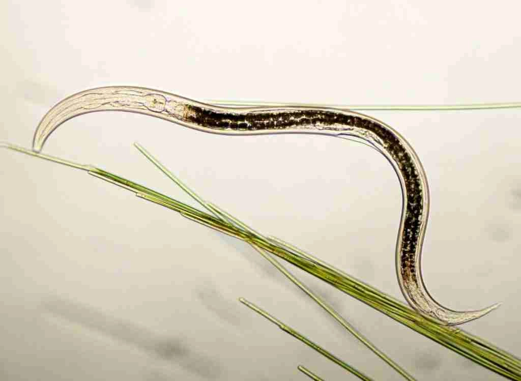 How To Use Nematodes To Control Garden Pests