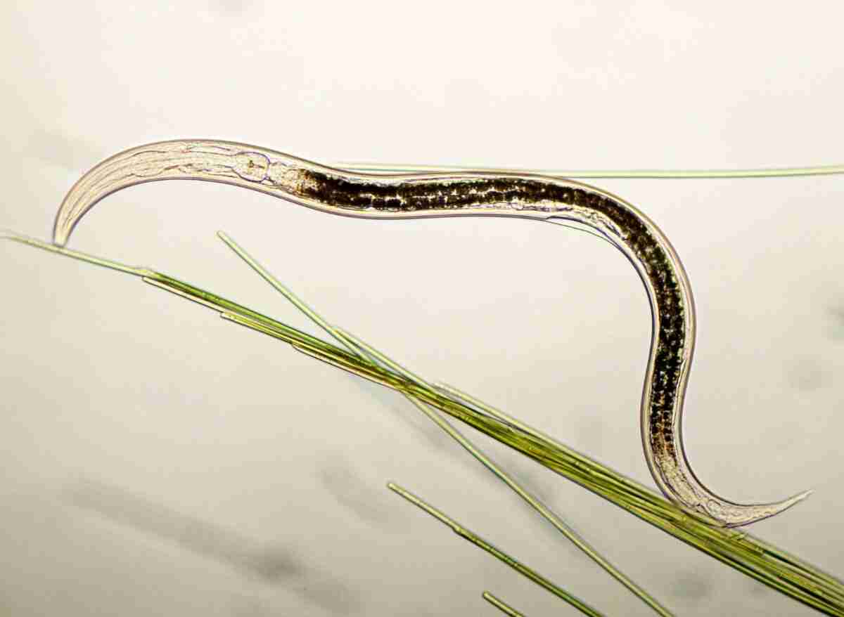 How To Use Nematodes To Control Garden Pests Plants Heaven