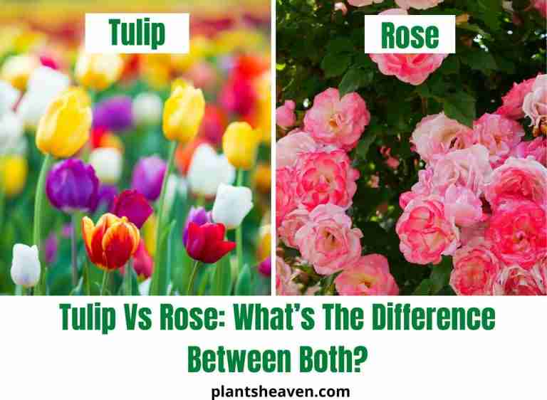 tulip-vs-rose-what-s-the-difference-between-both-plants-heaven