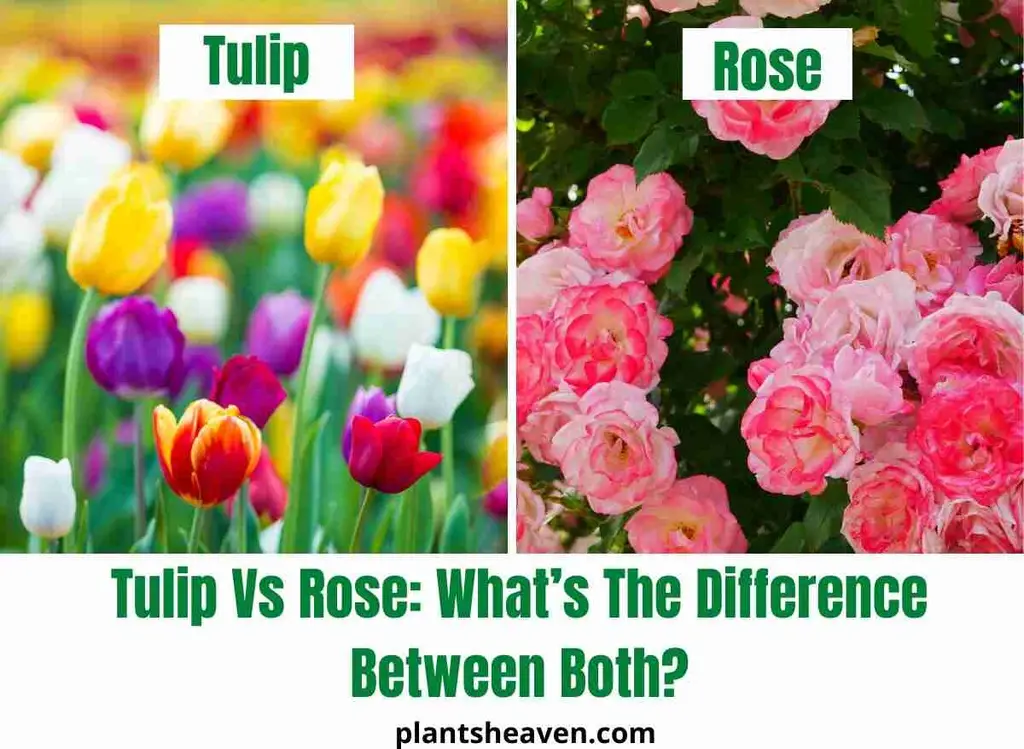 Tulip Vs Rose