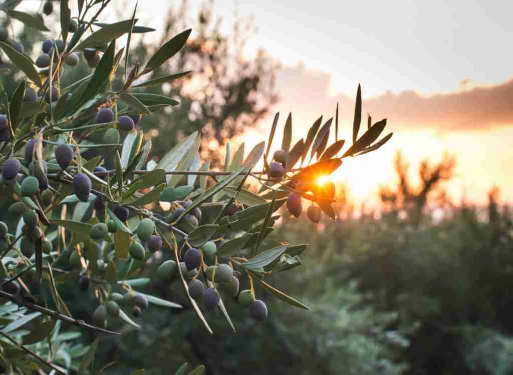 5 Of The Best Companion Plants For Olive Trees To Know About