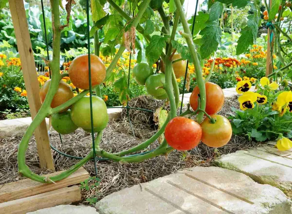 Can Tomatoes Grow In Indirect Sunlight