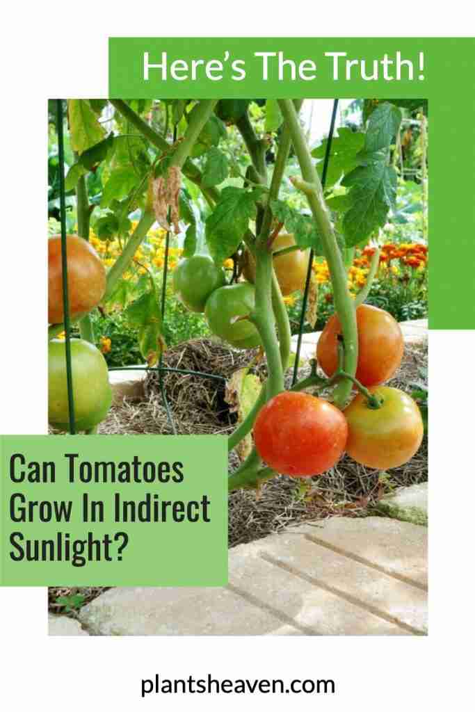 Can Tomatoes Grow In Indirect Sunlight Here's The Truth! Plants Heaven