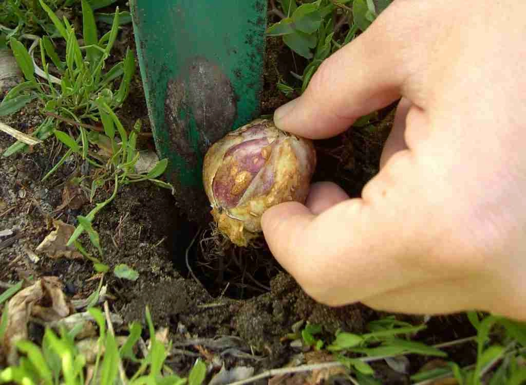 Companion Plants For Olive Trees