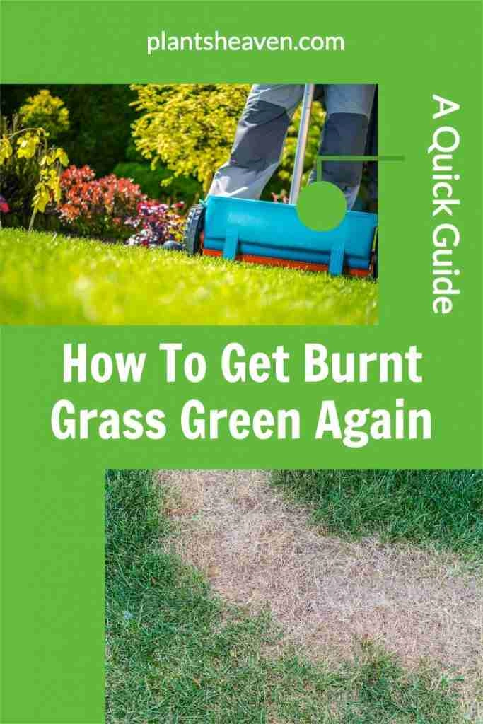 How To Get Burnt Grass Green Again A Quick Guide Plants Heaven