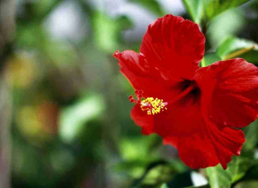 Hibiscus Plant Diseases