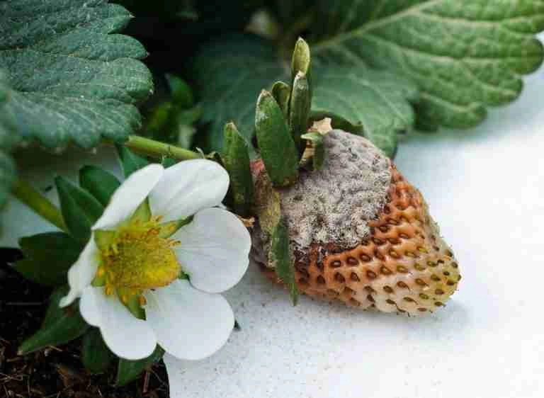 5 Hibiscus Plant Diseases To Look Out For Plants Heaven