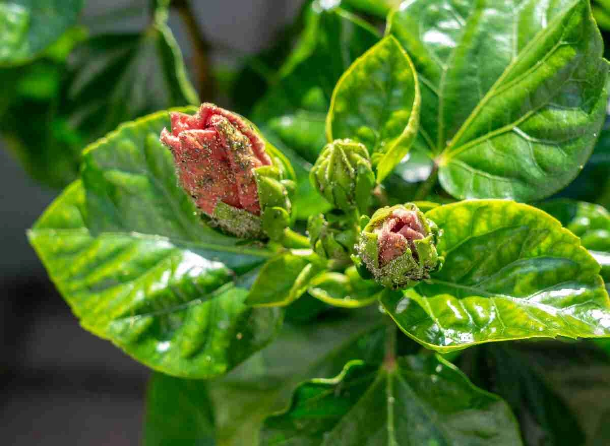 5 Hibiscus Plant Diseases To Look Out For! | Plants Heaven