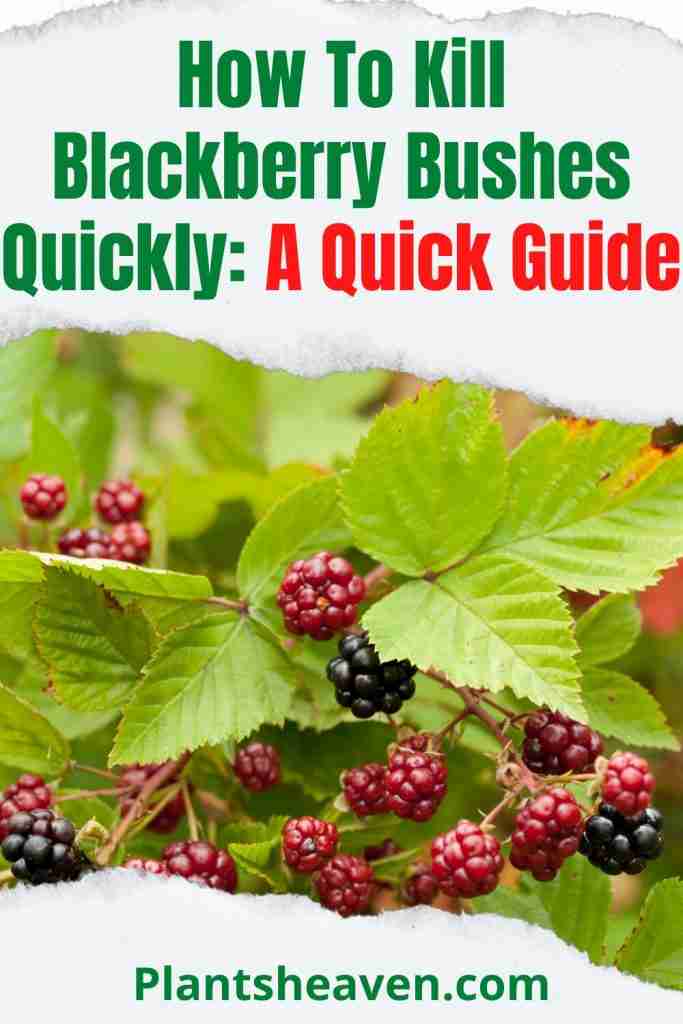 How To Kill Blackberry Bushes Quickly A Quick Guide Plants Heaven