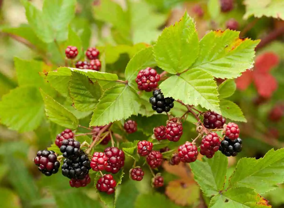 Blackberry Bushes Quickly, Will Roundup Kill Blackberries