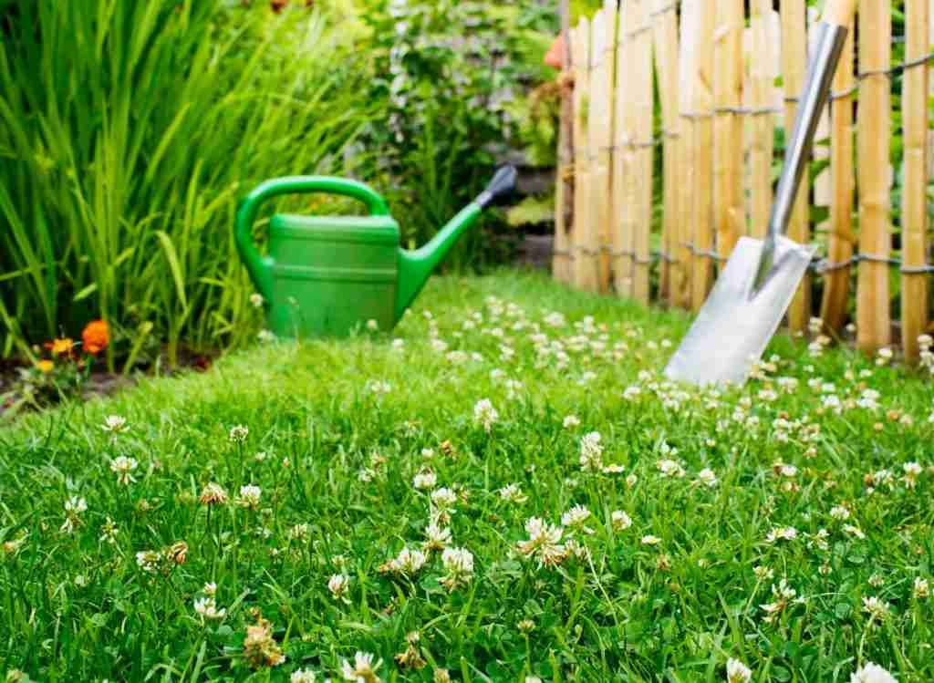 How To Plant Clovers In Existing Lawns