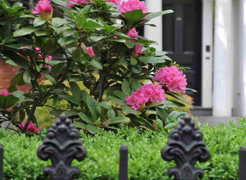 Should You Leave Rhododendrons On The Sun Or The Shade