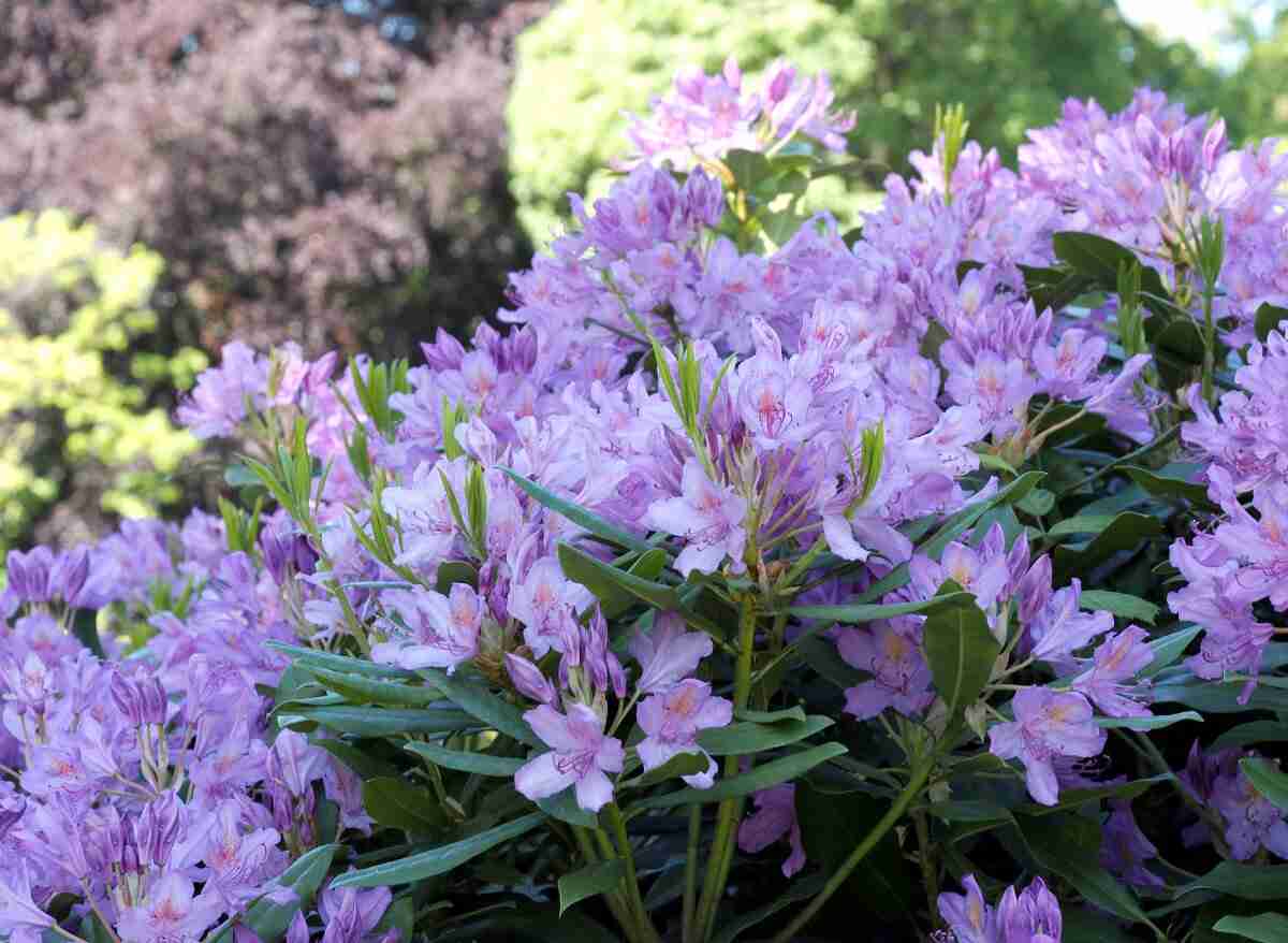 Should You Leave Rhododendrons In The Sun Or The Shade? | Plants Heaven