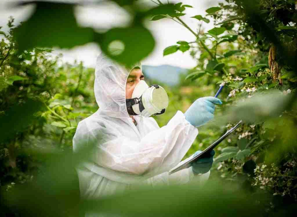 What Is The Best Herbicide For Blackberry Control
