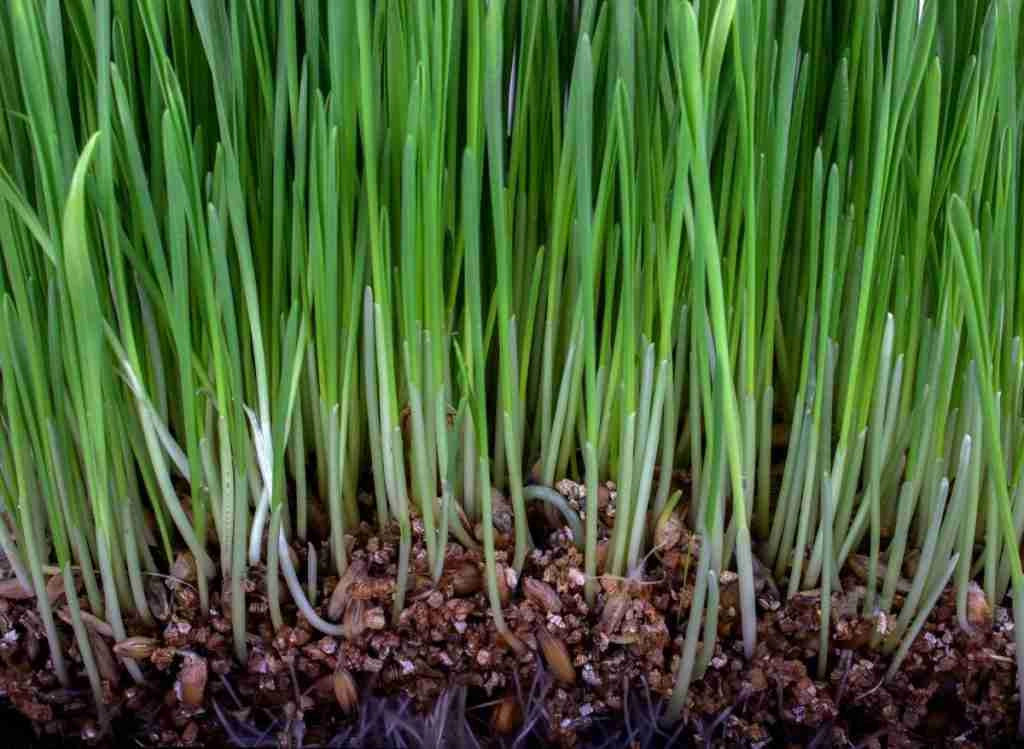 Will Grass Seeds Germinate On Top Of Soil
